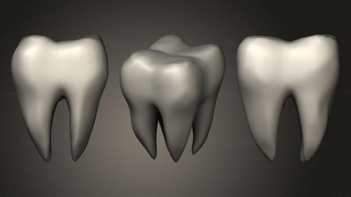 Анатомия скелеты и черепа (Зуб 16, ANTM_1694) 3D модель для ЧПУ станка